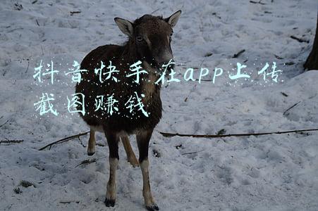 抖音快手在app上传截图赚钱