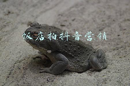 饭店的营销方案(餐饮店推广营销方案怎么提高营业额！|花万里餐饮品牌营销)