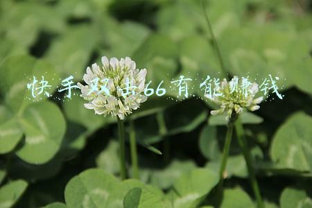 快手老铁双击六六六(快手特斯拉“蜀国演艺”：“车神争霸赛”引百万老铁双击666)