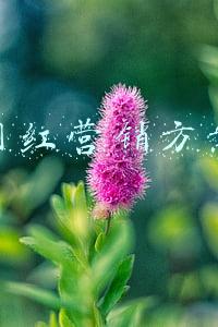 抖音网红营销方案大全