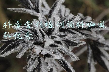 抖音营销培训询抖咖团队优秀