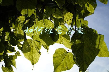 如何谈恋爱找话题技巧：如何谈恋爱找话题