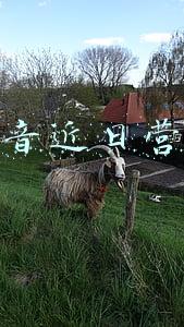 抖音近日营销