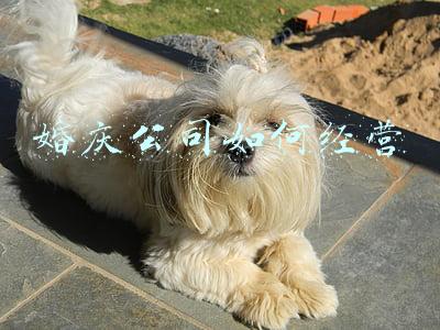 婚庆公司做些什么(婚庆公司有哪些服务)