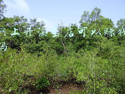 淘宝开店能赚钱吗(在淘宝网上开店赚钱吗？)