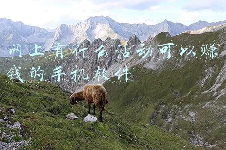 网上有什么活动可以赚钱的手机软件
