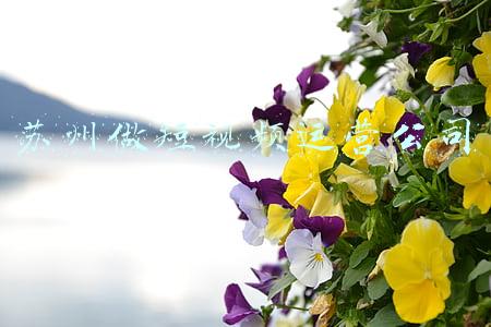 苏州做短视频运营公司