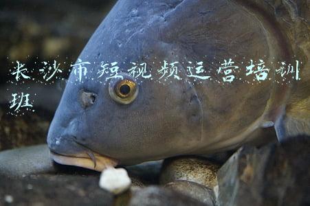 长沙市短视频运营培训班