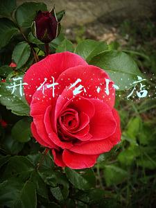 小小店发卡网(小说：她投靠亲妈和继父，每天受虐待，继父的亲弟偷偷送给她礼物)