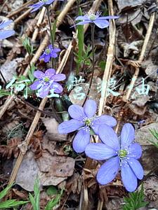 想开粮油店(想开粮油店必须获得的知识)