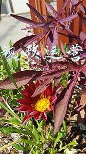 短视频的运营(您所不知道的短视频运营技巧)