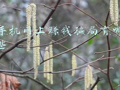 手机网上赚钱骗局有哪些