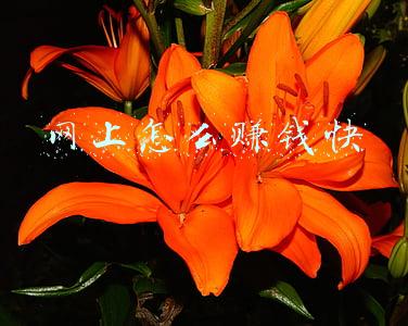 网上怎么赚钱快现实点的方法珈叩Q裙388~150(被立案的18岁“职业打假人”)