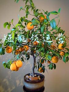 车流量视频素材(“不要命了吗？”七旬老人背柴逆行隧道 高速交警暖心“咆哮”喊停)