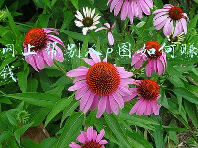 怎么p图赚钱(自学 Photoshop 怎样赚钱？)