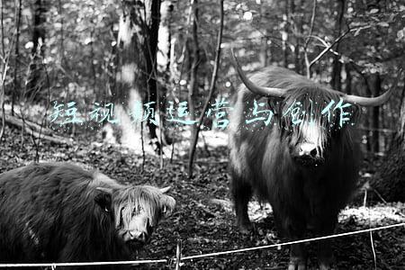 短视频运营论文(7000字，阅尽2022互联网行业十大趋势)