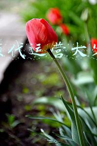 短视频代运营大客户方案