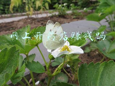 网上开药店赚钱吗