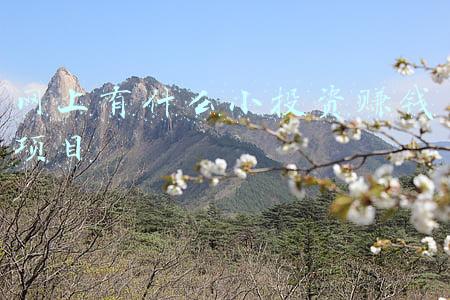 什么样的小投资项目容易赚钱(谁说小投资就不能赚大钱？这些小生意就很不错，值得学习)