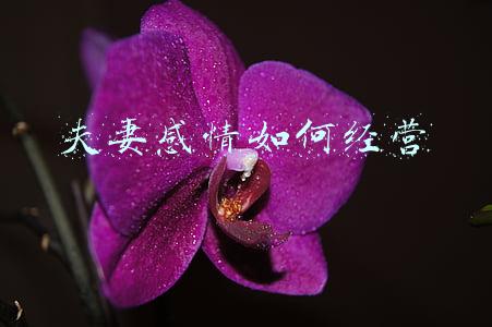 夫妻之间如何经营感情：夫妻之间怎么经营感情生活