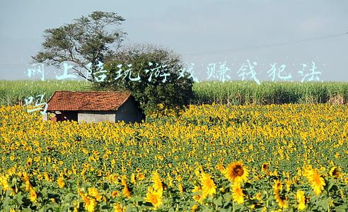陪玩游戏赚钱犯法吗(陪玩行业遭遇强监管 直播、陪聊成敛财新业务)