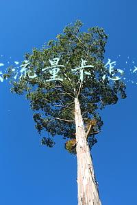 网上卖流量卡怎么赚钱的