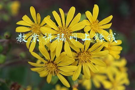 如何做网课赚钱(网课月入过万该怎么玩，掌握技巧和方法后，新手小白也可轻松赚钱)