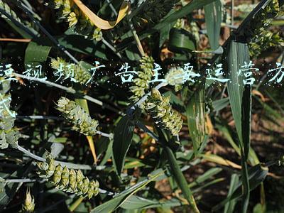 广告运营优化师(旺季冲刺！木瓜移动SaaS平台助力跨境卖家旺季爆单)