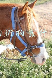 街拍的人怎么收入(我在环球影城做跟拍，时薪500)