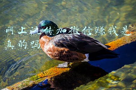 在朋友圈流传(红管管白签签，排队一起做酸酸！郑州朋友圈流传改版“顺口溜”)