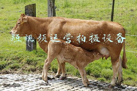 视频拍摄设备(拍摄一支合格的短视频 需要哪些设备？)