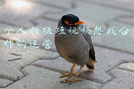 短视频运营团队需要什么人(南阳抖音短视频拍摄制作培训短视频拍摄课程短视频拍摄剪辑培训班)