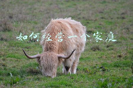 怎样经营一个家庭_怎样经营一个家