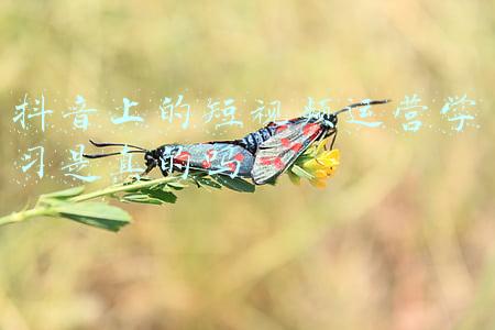 抖音短视频运营是做什么的(抖音运营怎么做，怎么做好抖音运营？抖音短视频运营技巧)
