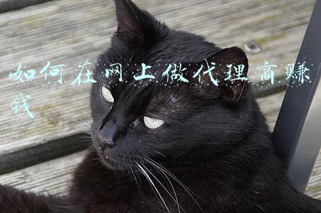 如何在网上做兼职赚钱(适合大学生做的8个副业兼职推荐)