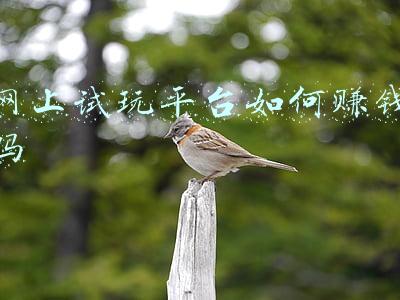 优易网试玩平台官网(网上赚钱好难？教你找对网上赚钱的好项目和好方法)