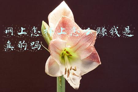 网上怎样上怎么赚钱是真的吗