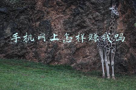怎么用手机在网上赚钱(只依靠一部手机，有什么挣钱的路子推荐)