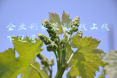 企业形象策划-线上线下运营