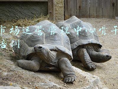 市场部经理培训(瞭望 |“双碳”培训市场鱼龙混杂，须加速驱逐“劣币”)