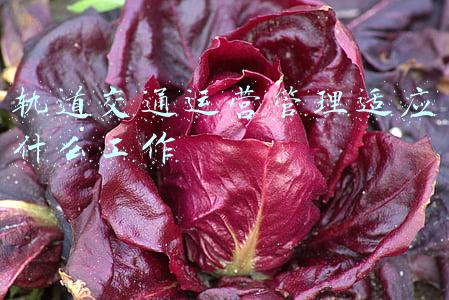 轨道交通运营管理适应什么工作