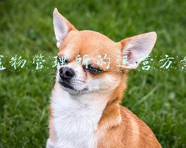 宠物店管理(借助宠物店管理系统，6步打造一个完整的会员制体系)