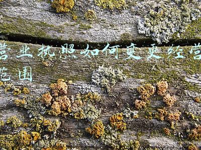 营业执照如何变更经营范围特许经营体系;企业营业执照经营范围变更