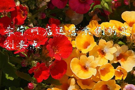 李宁网店运营案例的策划要点