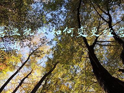 营业执照经营范围大全 个体户营业执照经营范围大全