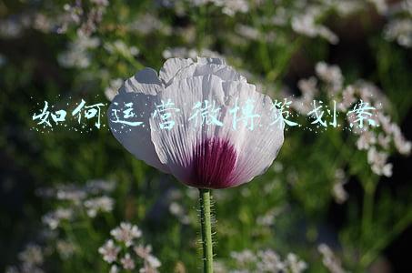 微博活动策划方案例子(分享一个关于微博引流的技巧)