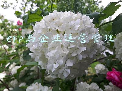 运用erp系统的企业(「最全」2021年ERP软件行业上市公司全方位对比(附业务布局汇总))