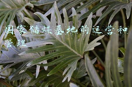 国家储煤基地的运营和管理