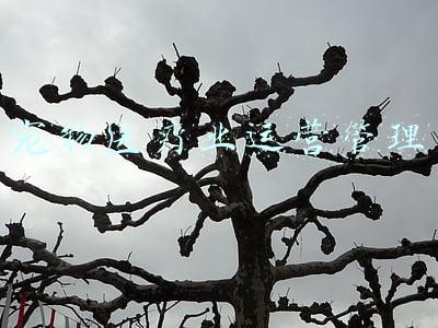 宠物医疗业运营管理