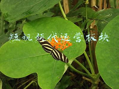 短视频代运营板块